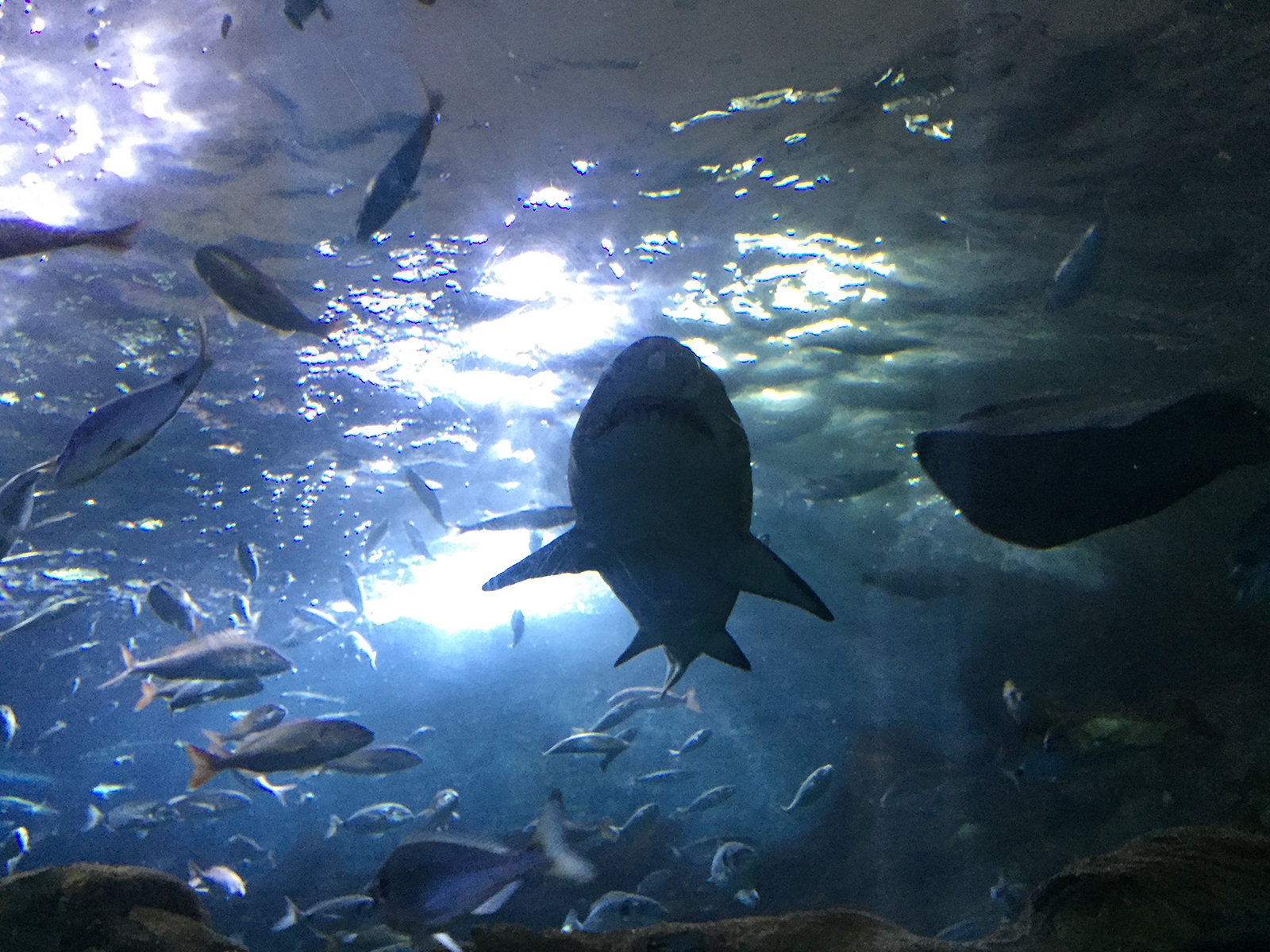 Aquarium Donostia-San Sebastián